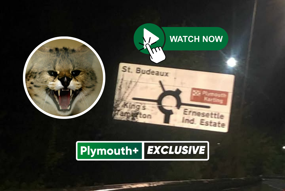 EXCLUSIVE: Plymouth’s only exotic serval cat escapes after alleged "break-in