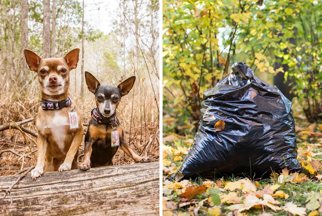 'Dead dogs' found dumped in bin bag in Plymouth bush sparks investigation