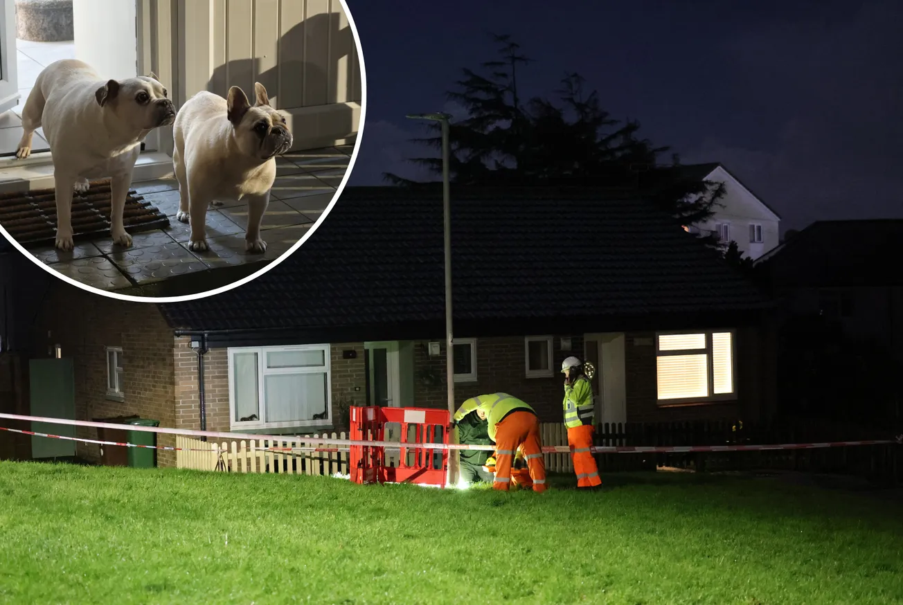 Two dogs electrocuted by lamppost in Plymouth