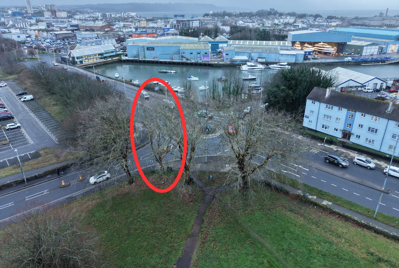 Even more trees planned to be felled in Plymouth, but do the reasons stack up?